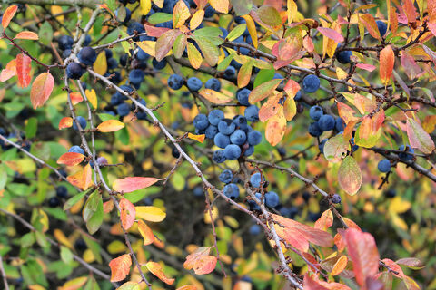 Ветки терна ломятся от ягод: хитрые уловки дорастить урожай, если куст не выдержал и треснул