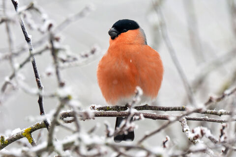 Городовой ру
