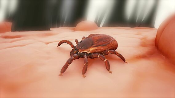 На природе от клещей – лучше не найти: 1 кусочек тлеет часами, ни одного паразита в радиусе 5 метров