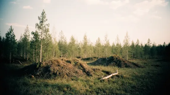 Ливонская война и Смута: Демографическая катастрофа и ее влияние на историю Приневского региона
