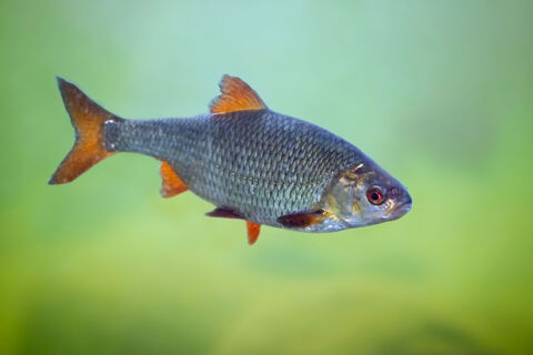 3 лучших наживки в апреле – и крупная плотва клюет без продыху, как сумасшедшая: от улова спасу нет  