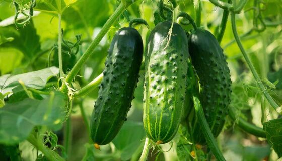 Не гибрид, а "всепогодник": гонит огурцы в холод без укрытия и не горчит - с куста по 7 кг зеленцов 