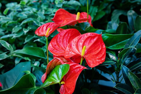 Антуриуму до конца февраля - жизненно необходимо: 1 ложка в воду - и цветение не остановить, "алые паруса" размером с ладонь