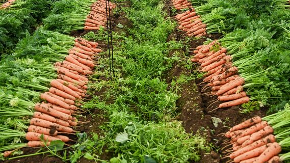 Больше никакого прореживания: сею морковь за 10 минут - и всходы появляются через 5 дней