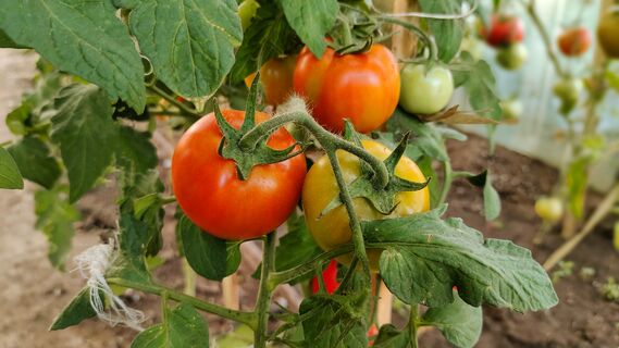 Не сорт, а счастье: с куста по 2 ведра - томаты сладкие, упругие, не трескаются 