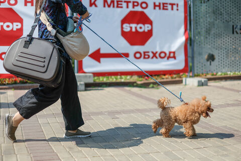 Швырнул пса в стену — теперь под арестом: петербуржцу дадут время подумать над своим поступком за решеткой
