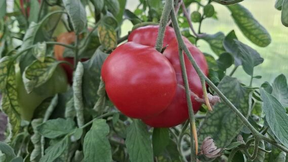 Городовой ру