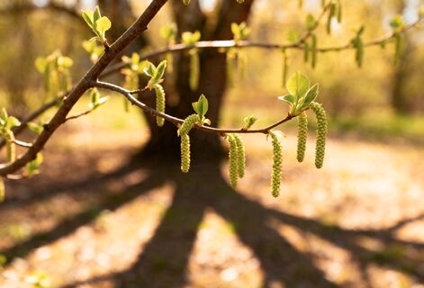 Народные приметы на 17 апреля - день Иосифа Песнопевца: подскажут погоду точнее любых синоптиков
