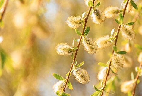 Народные приметы на 18 марта - день Конона Градаря: что укажет на дождливое и холодное лето