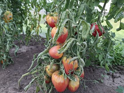 Городовой ру