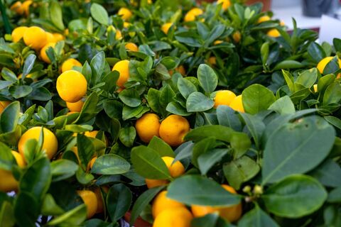 Как вырастить лимон из косточки дома: все хитрости и секреты посадки экзотической культуры