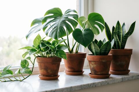 Что сделать с комнатными растениями в мае: правила, без которых цветения не дождетесь — напутствия опытной цветочницы