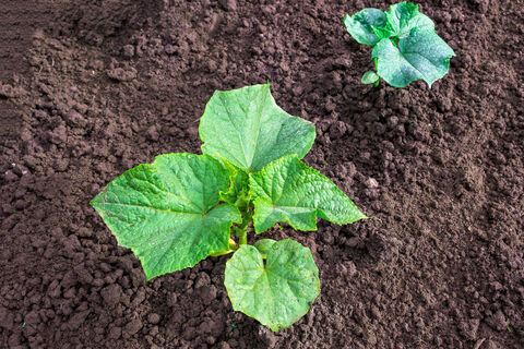 Когда сеять огурцы на рассаду - золотая формула успеха: расчет сроков по регионам, который работает на все 100%