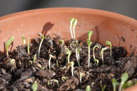 100 мл под корень – и рассада перцев попрет словно на таймлапсе: 1 копеечный ингредиент для мегаполезной подкормки