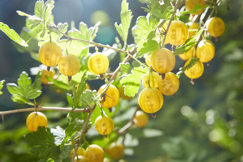 Крыжовнику в мае - прежде всего: 2 компонента под куст - и культура под надежной защитой, никаких грибков и вредителей