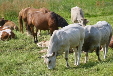 Солевой лизунец в рационе скота: польза или пустышка — вся правда о любимом лакомстве животных