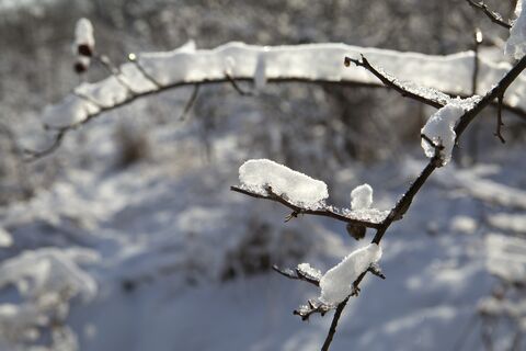 Рождество по‑петербургски: солнце в окне — мороз у порога