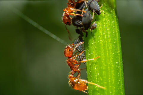 Кидаю горсть порошка под яблоню – и муравьи бегут без оглядки: за месяц ни один вредитель не вернулся