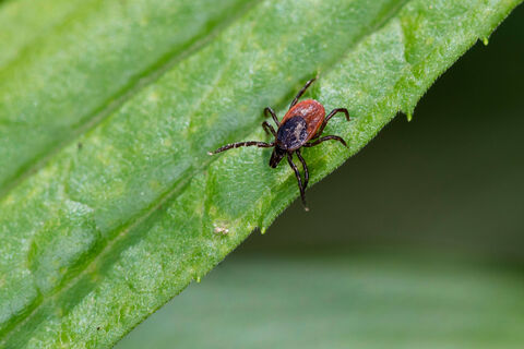 Всего 3 компонента - и максимальная защита от клещей обеспечена: обычным репеллентам такой результат и не снился