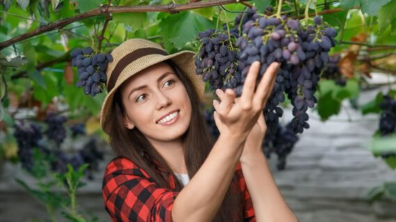 Этим продуктом можно обработать виноград от плесени 