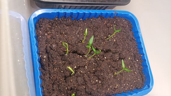 Мощный толчок для семян перца: всходы проклюнутся на 5-й день — хитрости от дачницы из Башкирии