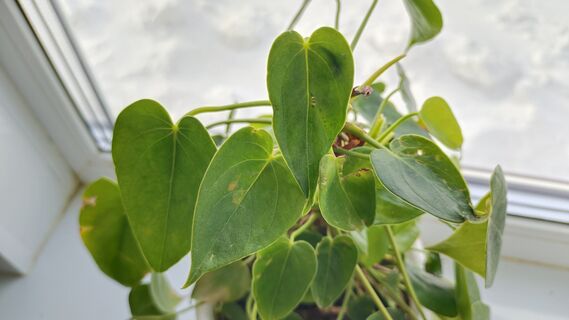 Для антуриума в марте - полезнее всего: 1 стакан под корень - и "мужское счастье" затмит цветением все растения, достаточно 1 полива 