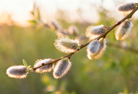 На засушливое лето укажет 1 признак - народные приметы на 31 марта: Кириллов день