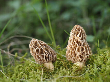 Как подготовить сморчки к приготовлению: одного замачивания будет мало - без этих этапов грибы есть нельзя