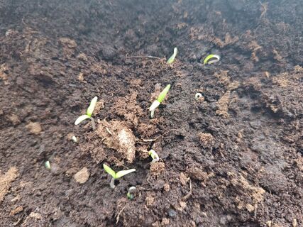 2 ложки на литр - и рассада стоит бодрячком: секрет из аптечки за 15 рублей - вместо дорогих удобрений