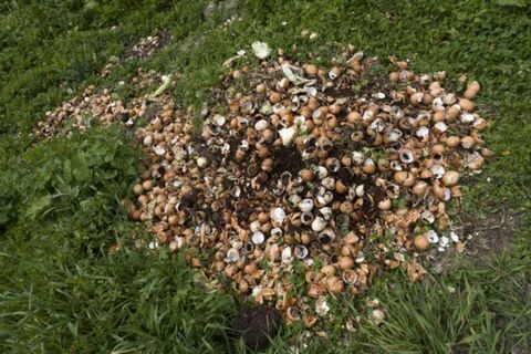 Дачники миллионами допускают эту ошибку: вот почему нельзя закапывать скорлупу в почву – вместо пользы только вред