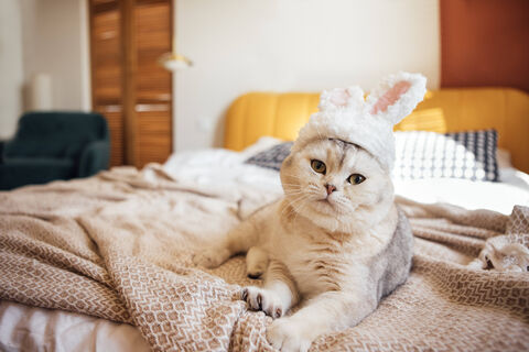 Место, где запрещено заводить кошек - на это есть свои причины: обойти требование удалось лишь однажды