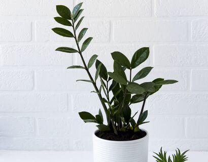 В апреле замиокулькас только этого и ждет: 1 г в воду – и новые ветки лезут как по расписанию, листья стали зеленее крокодила