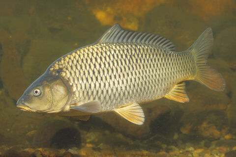 Старинная и рабочая снасть за "копейки": рыбаки рассказали о простом способе ловли сазана и карпа 