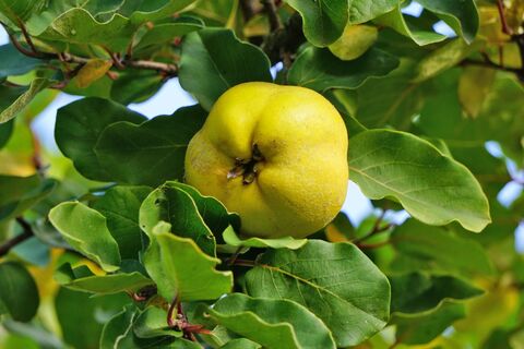 Как вырастить айву на огороде: экзотическое дерево среди приевшихся яблок — плоды для супер-варенья