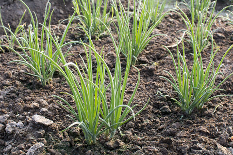 Первая и важная подкормка лука весной: 1 ложка в воду – и луковицы вырастут размером с арбуз, а перья не пожелтеют 