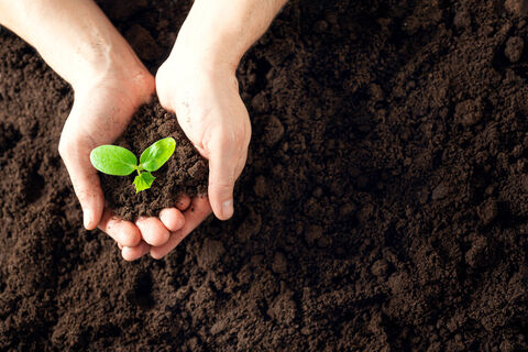 Рассаде сразу после пересадки – обязательно: профилактика 3-х самых опасных заболеваний по заветам эксперта