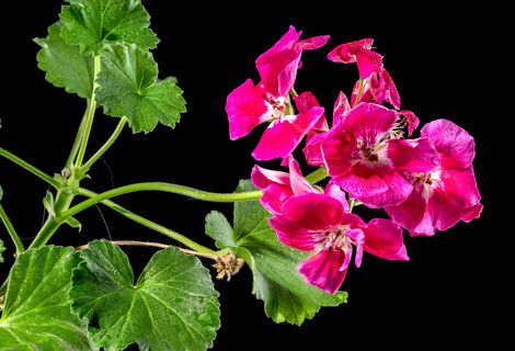 Даже самая холимая герань может этим заболеть: вот 7 распространенных болезней комнатного цветка – причины и лечение