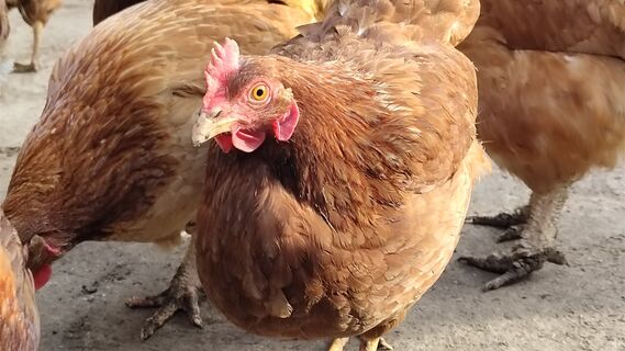 Курам в апреле-мае - самое полезное: 50 мл в поилку - и несушки как после санатория, яйценоскость высокая, здоровье отменное 