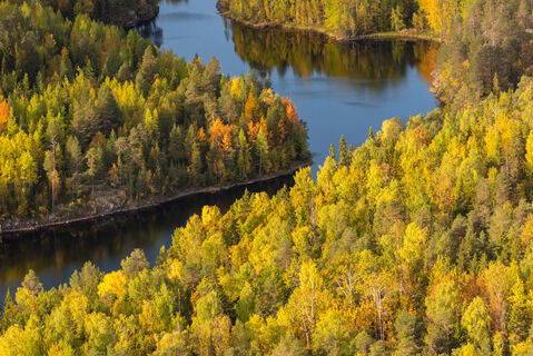 Лес в Карелии