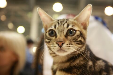коты Эрмитажа