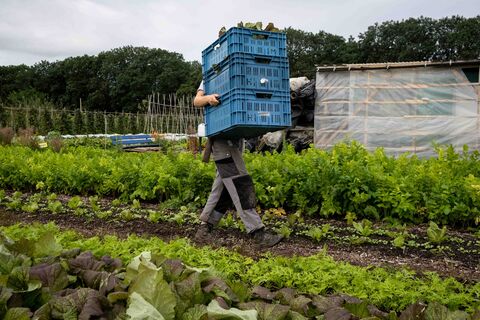 Готовим бродилку для огорода – забудьте про "химию": эта вонючая жижа даст урожай в 2 раза больше