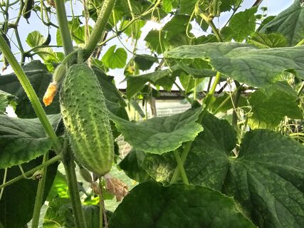 Из 100500 сортов сею 1 – и вся деревня по уши в огурцах: куст увешан зеленцами, как елка игрушками