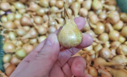 Когда сажать лук в 2026 году: точные сроки, Лунный календарь, советы агронома Давыдовой для максимального урожая 