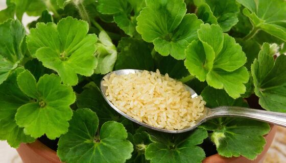 1 ложка под корень – и герань не узнать: изумрудные листья, а стебли словно налились – мартовская подкормка творит чудеса