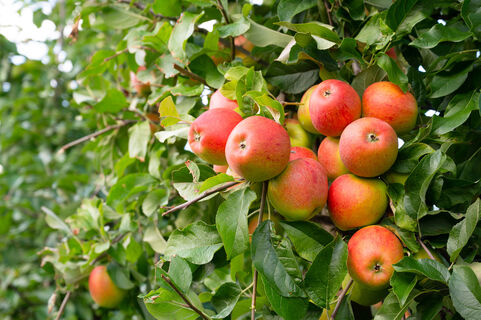 Вешаем на яблоню – и все лето бед не знаем: ни тли, ни муравьев – яблок нарастет тьма, будут крупными и сладкими