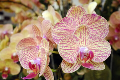 Одна ампула в воду - и орхидея цветет краше, чем в тропиках: бутоны будут размером с ладонь