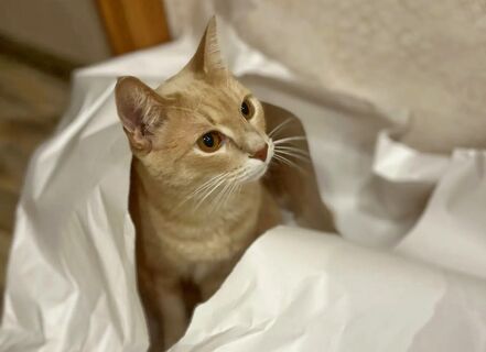 Рыжий кот в доме - помощник или магнит для бед: приметы, суеверия, символизм 