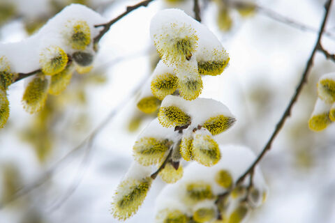 Народная примета погоды на 10 марта – к дождливому лету и к затяжным холодам
