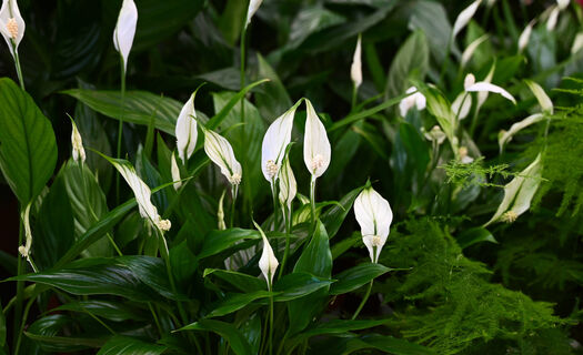 Не отходы, а стимуляторы цветения: спатифиллум выдает бутон за бутоном – за белыми парусами зелени не видно 