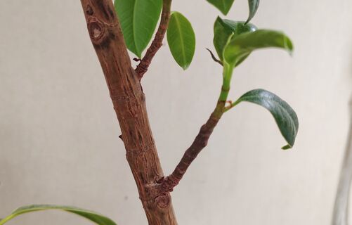 Бросаю ветку фикуса в воду - и через 5 дней она вся в корнях: самый простой способ получить новое растение, приживаемость 100%